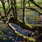 Waldmotive, hier: Frühlingsimpressionen am Lautenbach (10)