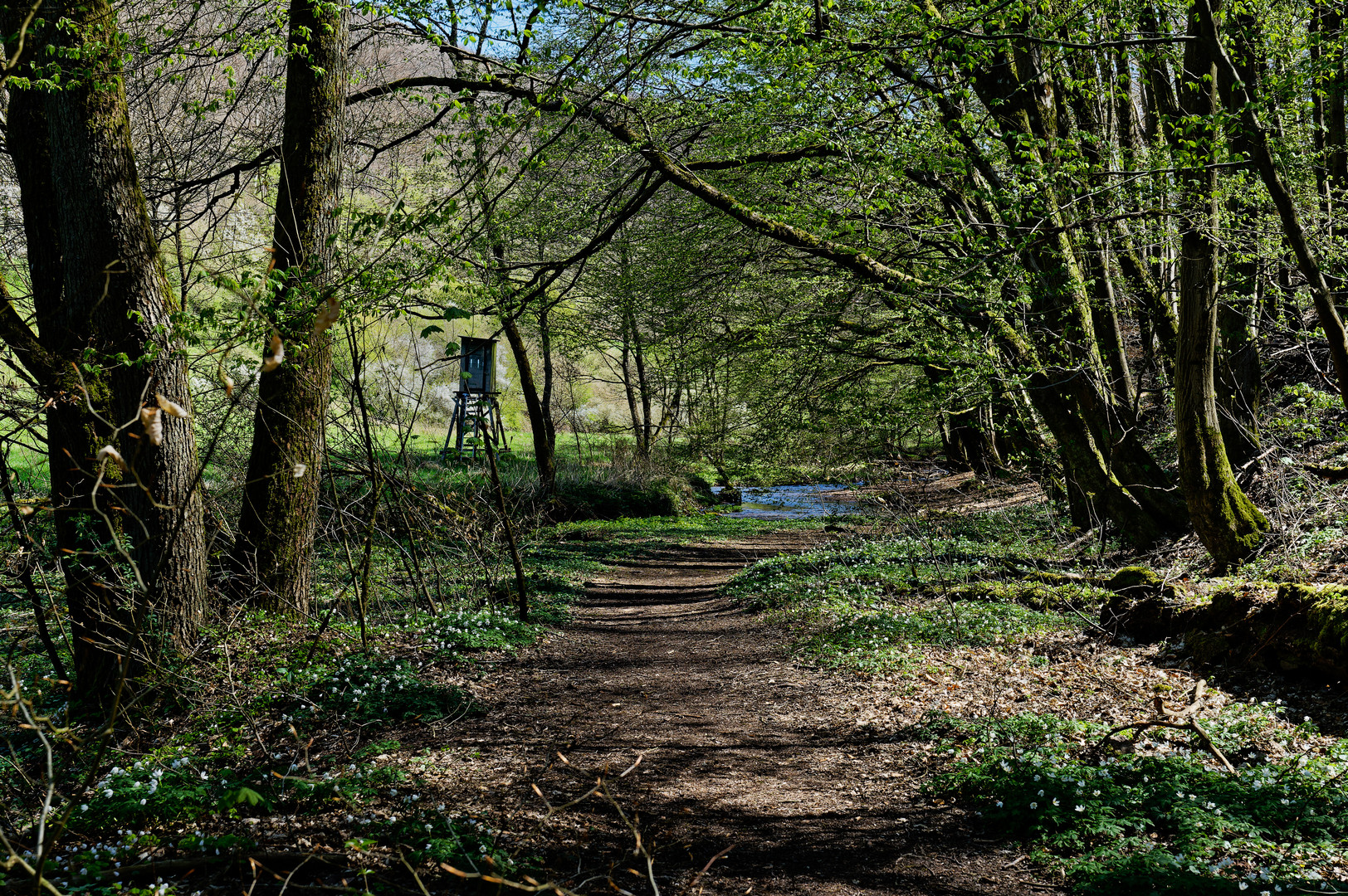 Waldmotive, hier: Frühlingsimpressionen am Lautenbach (2)