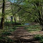 Waldmotive, hier: Frühlingsimpressionen am Lautenbach (2)