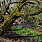 Waldmotive, hier: Frühlingsimpressionen am Lautenbach (8)