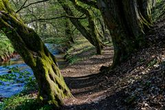 Waldmotive, hier: Frühlingsimpressionen am Lautenbach