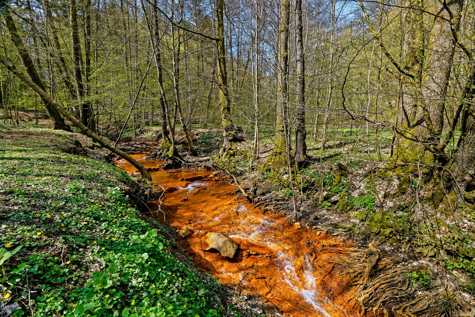 Waldmotive, hier: Frühlingsimpressionen am roten Netzbach