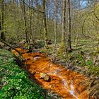 Waldmotive, hier: Frühlingsimpressionen am roten Netzbach