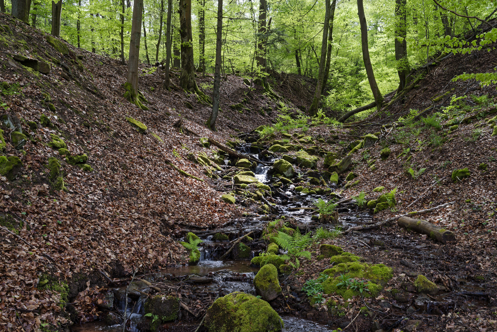 Waldmotive, hier: Frühlingsimpressionen am Waldbach