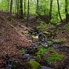 Waldmotive, hier: Frühlingsimpressionen am Waldbach