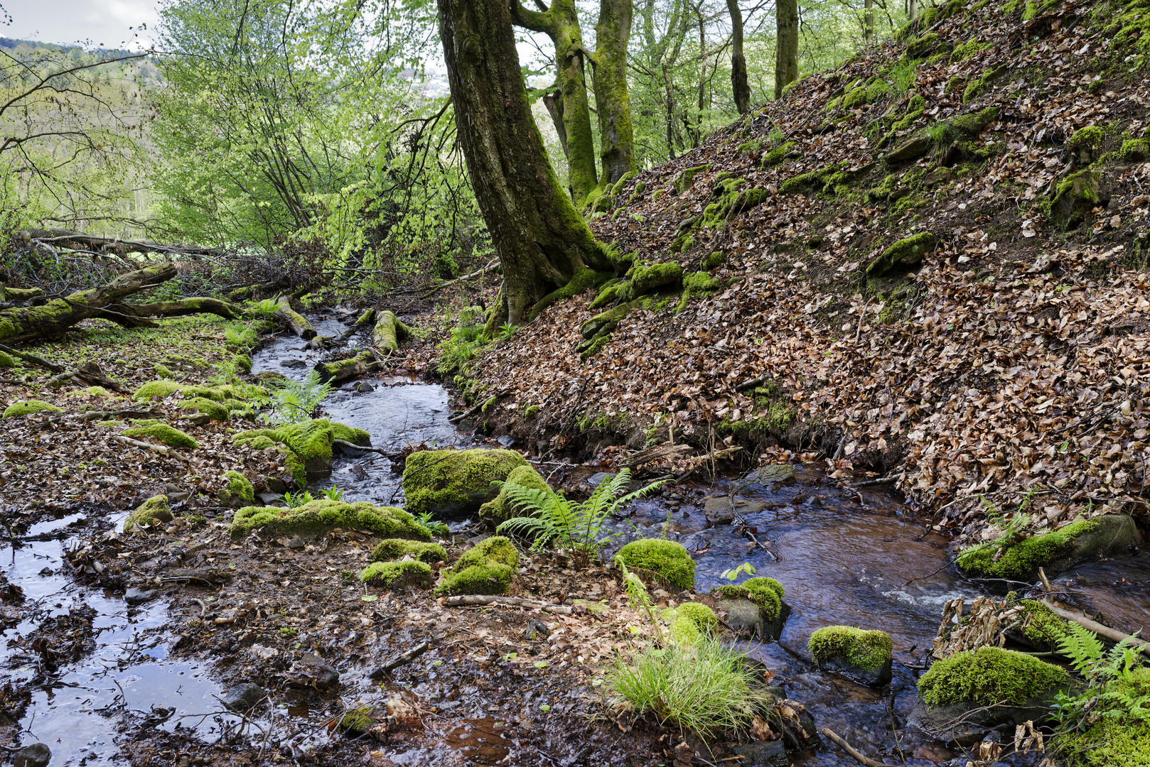 Waldmotive, hier: Frühlingsimpressionen am Waldbach (2)