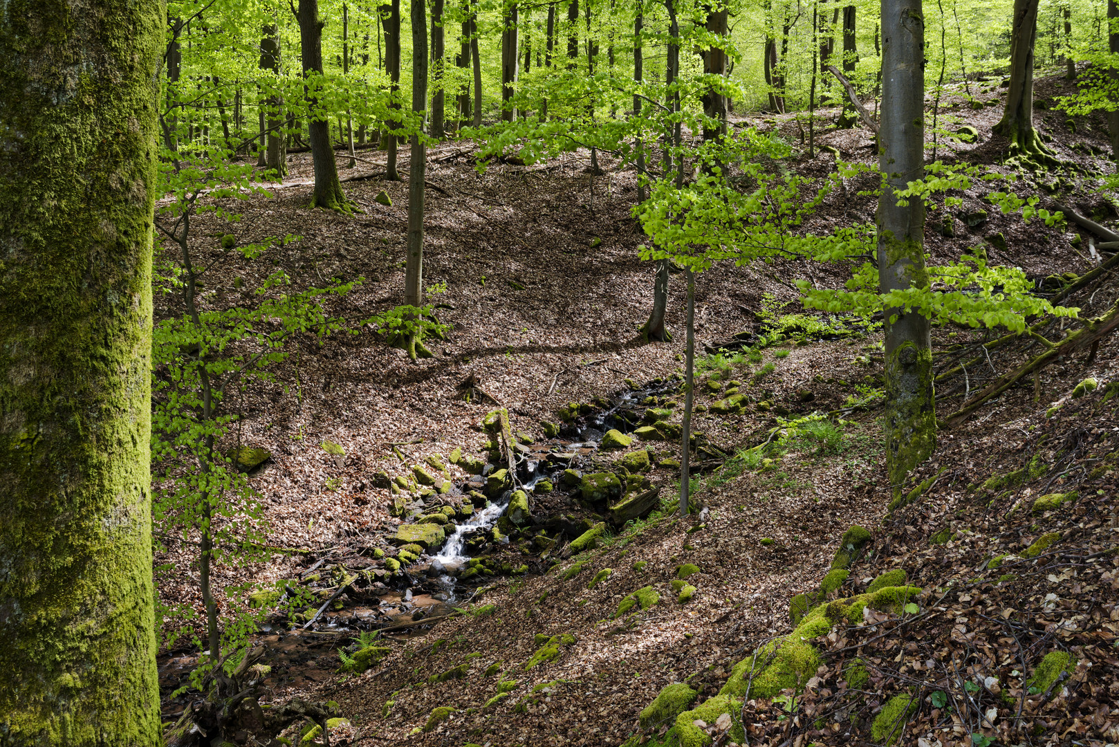 Waldmotive, hier: Frühlingsimpressionen am Waldbach (3)