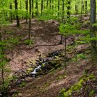 Waldmotive, hier: Frühlingsimpressionen am Waldbach (3)