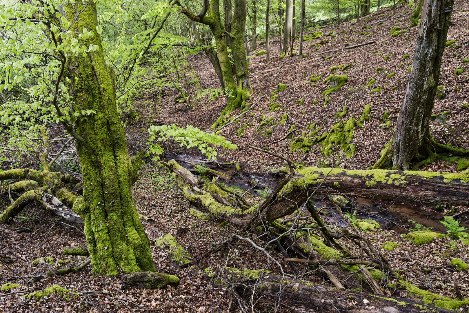 Waldmotive, hier: Frühlingsimpressionen am Waldbach (4)