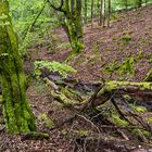 Waldmotive, hier: Frühlingsimpressionen am Waldbach (4)