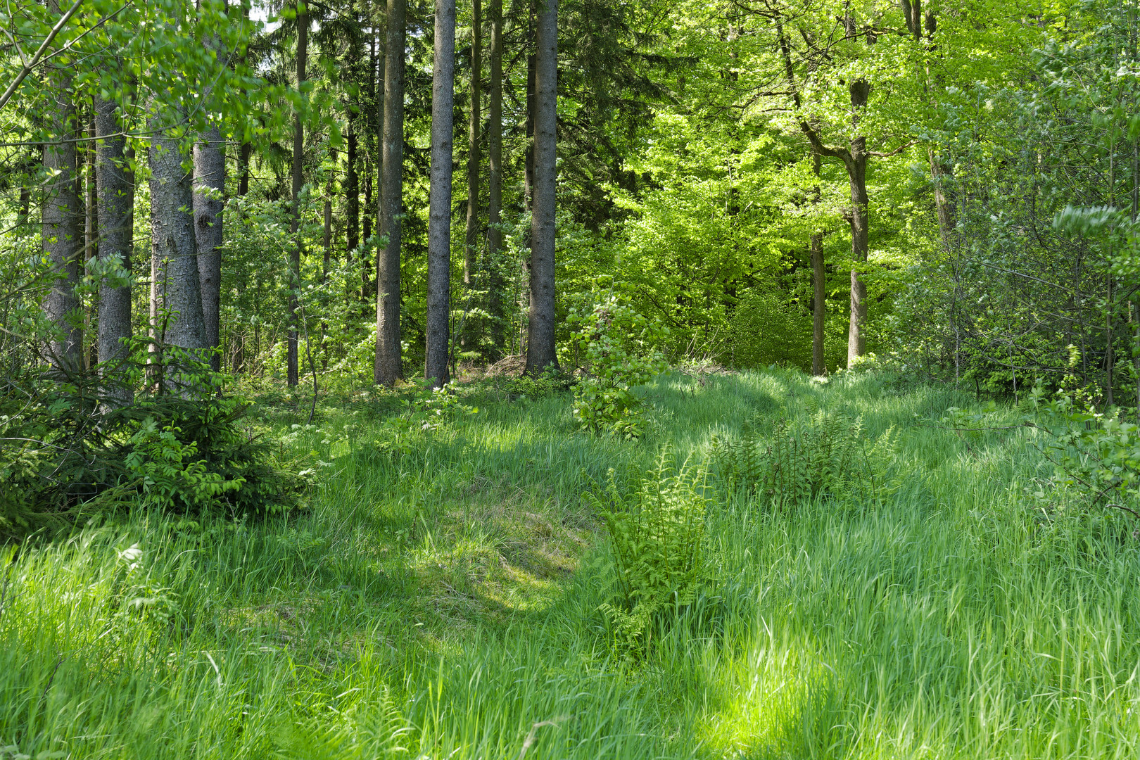 Waldmotive, hier: Frühlingsimpressionen auf dem Waldpfad