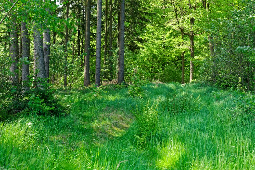 Waldmotive, hier: Frühlingsimpressionen auf dem Waldpfad