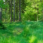 Waldmotive, hier: Frühlingsimpressionen auf dem Waldpfad