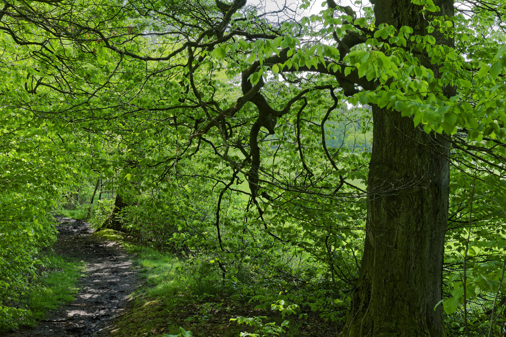 Waldmotive, hier: Frühlingsimpressionen auf einem Waldpfad