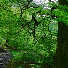 Waldmotive, hier: Frühlingsimpressionen auf einem Waldpfad