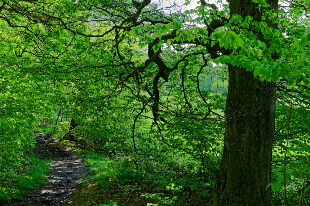 Waldmotive, hier: Frühlingsimpressionen auf einem Waldpfad