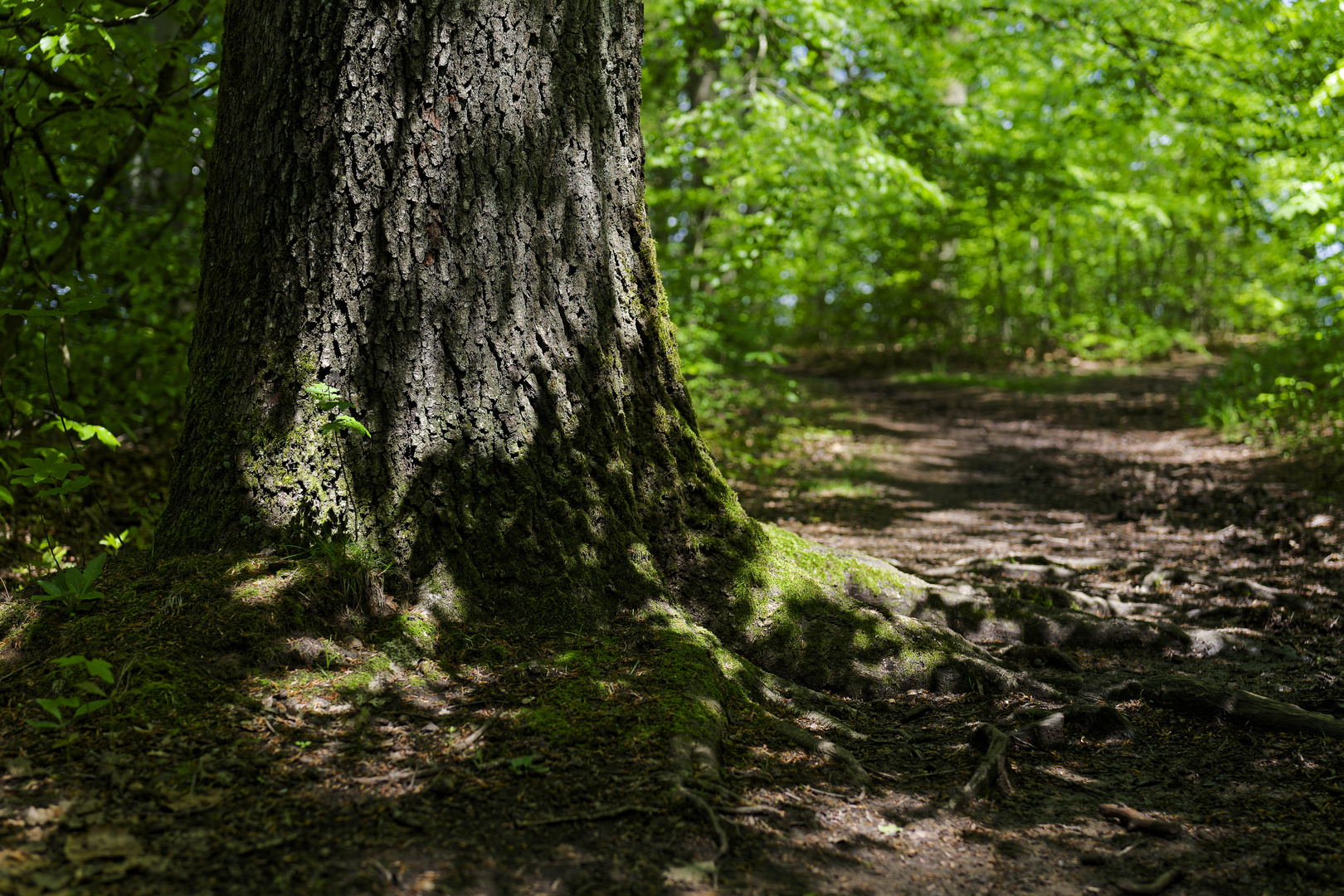 Waldmotive, hier: Frühlingsimpressionen auf einem Waldpfad (2)