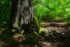 Waldmotive, hier: Frühlingsimpressionen auf einem Waldpfad (2)