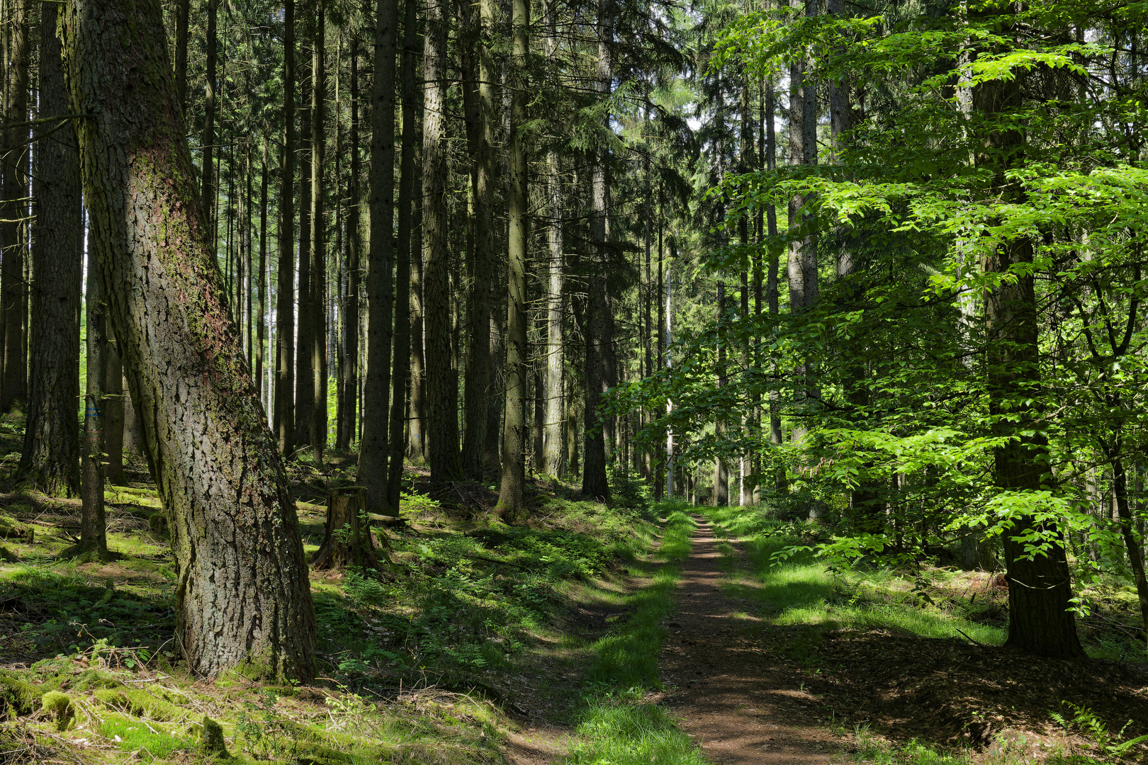 Waldmotive, hier: Frühlingsimpressionen auf einem Waldpfad (2)