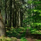 Waldmotive, hier: Frühlingsimpressionen auf einem Waldpfad (2)