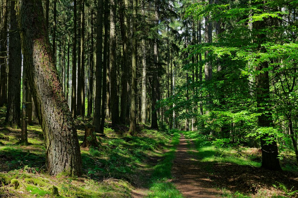 Waldmotive, hier: Frühlingsimpressionen auf einem Waldpfad (2)