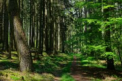 Waldmotive, hier: Frühlingsimpressionen auf einem Waldpfad (2)