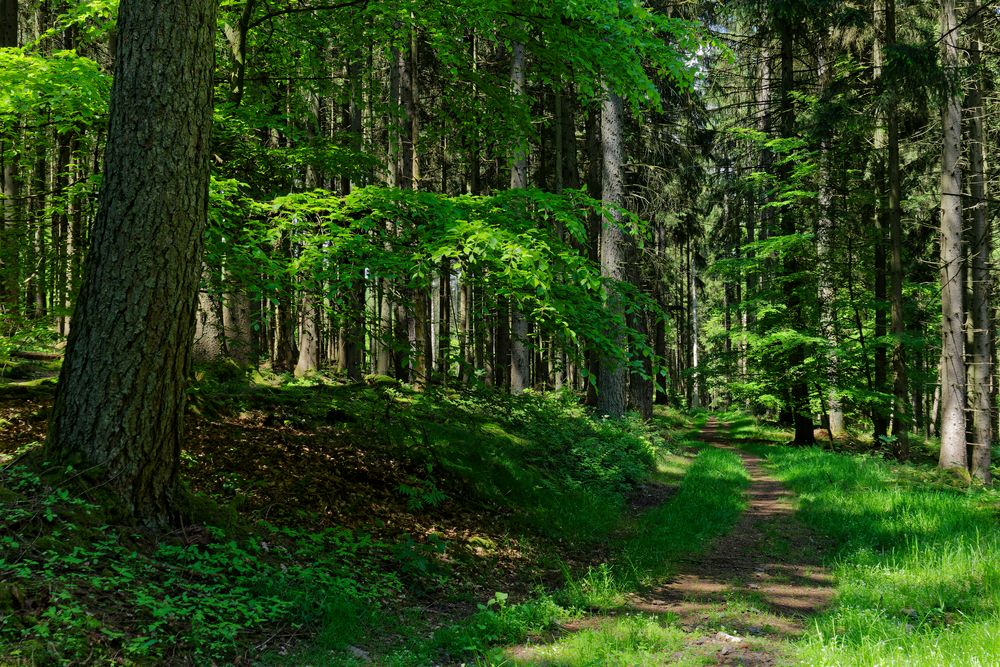 Waldmotive, hier: Frühlingsimpressionen auf einem Waldpfad (3)