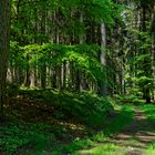 Waldmotive, hier: Frühlingsimpressionen auf einem Waldpfad (3)