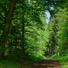 Waldmotive, hier: Frühlingsimpressionen auf einem Waldweg 