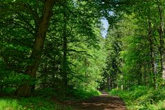 Waldmotive, hier: Frühlingsimpressionen auf einem Waldweg 