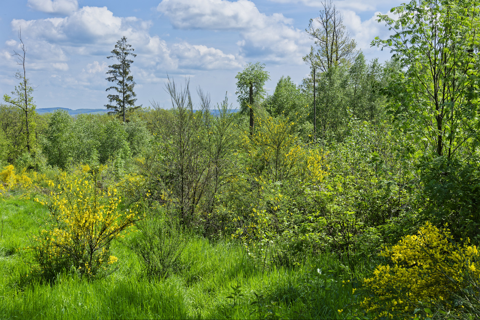 Waldmotive, hier: Frühlingsimpressionen auf einer Waldlichtung