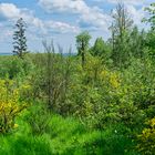 Waldmotive, hier: Frühlingsimpressionen auf einer Waldlichtung