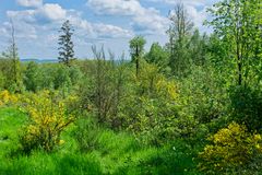 Waldmotive, hier: Frühlingsimpressionen auf einer Waldlichtung