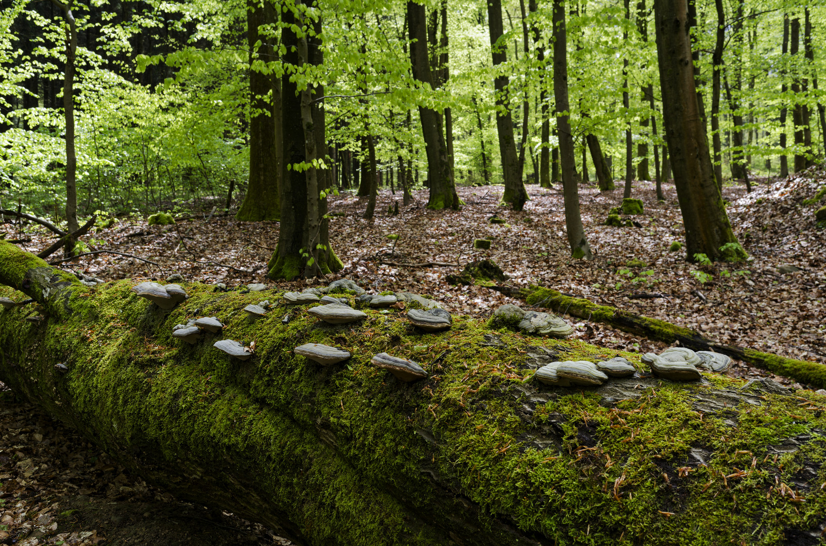 Waldmotive, hier: Frühlingsimpressionen im Buchenwald (2)