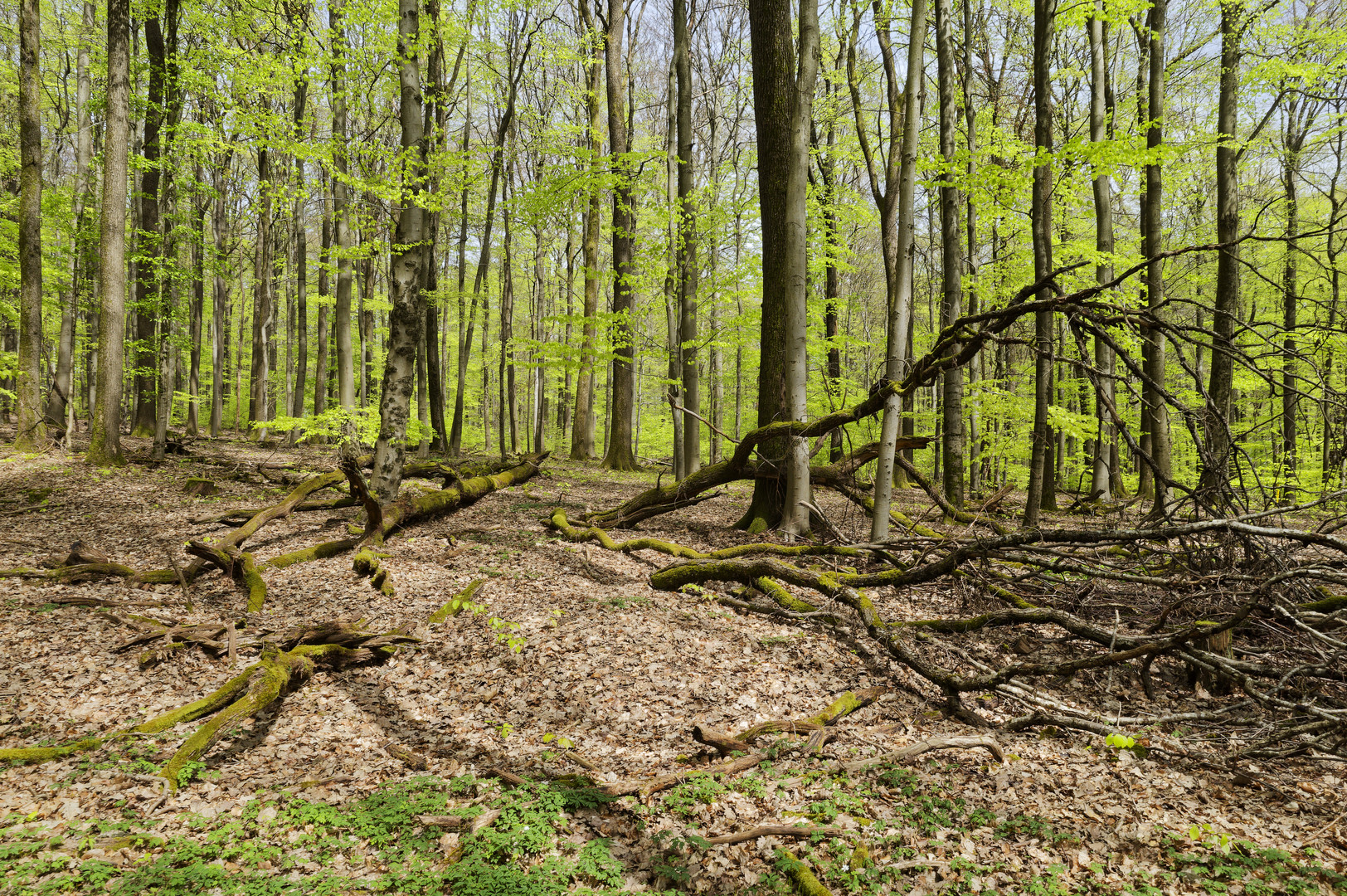 Waldmotive, hier: Frühlingsimpressionen im Laubwald (2)