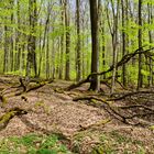 Waldmotive, hier: Frühlingsimpressionen im Laubwald (2)