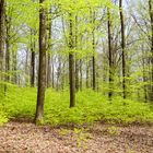 Waldmotive, hier: Frühlingsimpressionen im Laubwald (3)