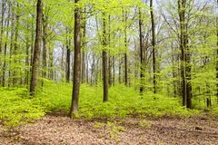 Waldmotive, hier: Frühlingsimpressionen im Laubwald (3)