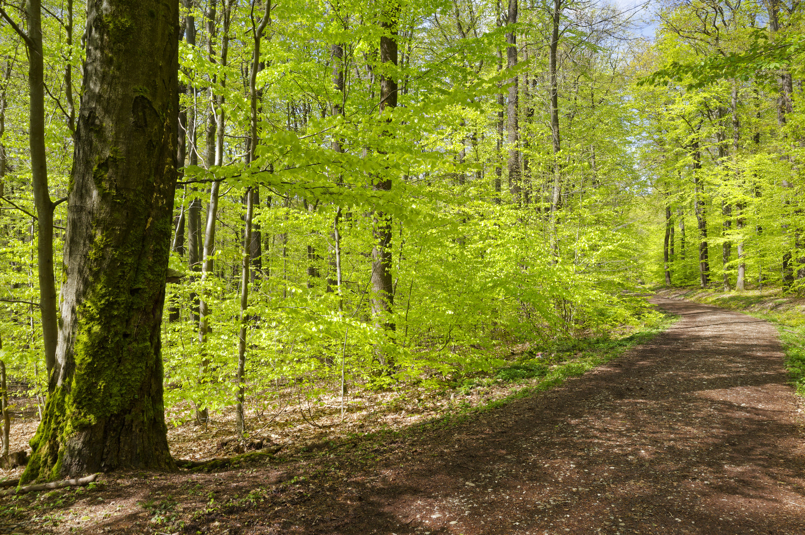 Waldmotive, hier: Frühlingsimpressionen im Laubwald (4)