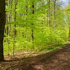 Waldmotive, hier: Frühlingsimpressionen im Laubwald (4)