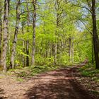 Waldmotive, hier: Frühlingsimpressionen im Laubwald