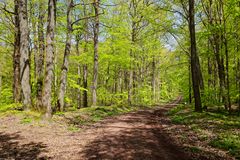 Waldmotive, hier: Frühlingsimpressionen im Laubwald