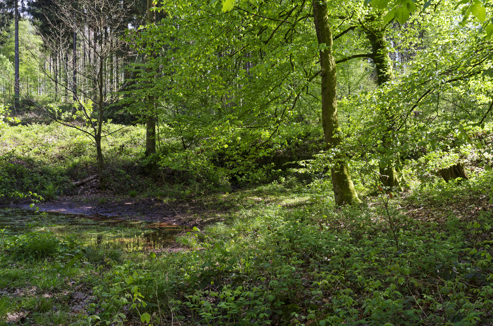 Waldmotive, hier: Frühlingsimpressionen im Laubwald (5)