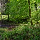 Waldmotive, hier: Frühlingsimpressionen im Laubwald (5)