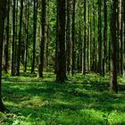 Waldmotive, hier: Frühlingsimpressionen im lichten Fichtenwald