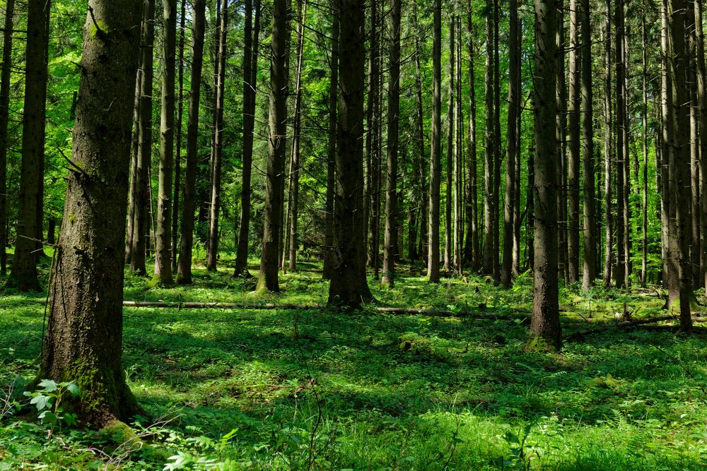 Waldmotive, hier: Frühlingsimpressionen im lichten Fichtenwald