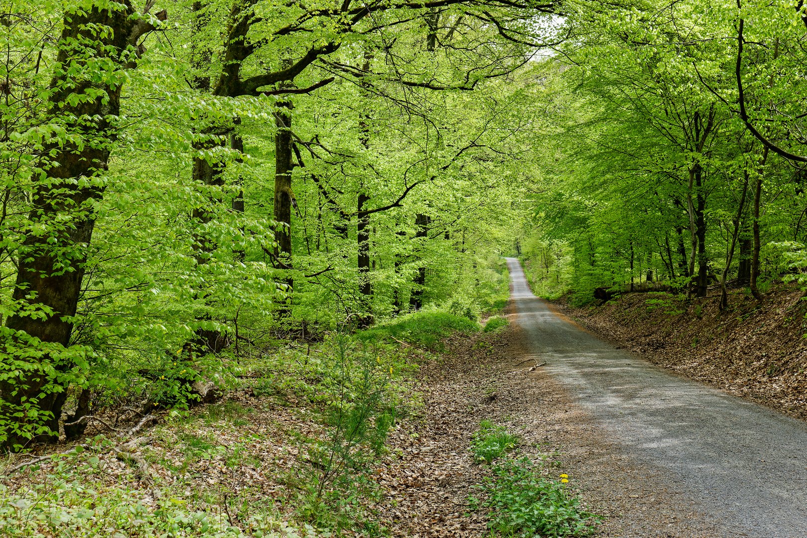 Waldmotive, hier: Frühlingsimpressionen im Ottweiler Wald (9)