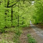 Waldmotive, hier: Frühlingsimpressionen im Ottweiler Wald (9)