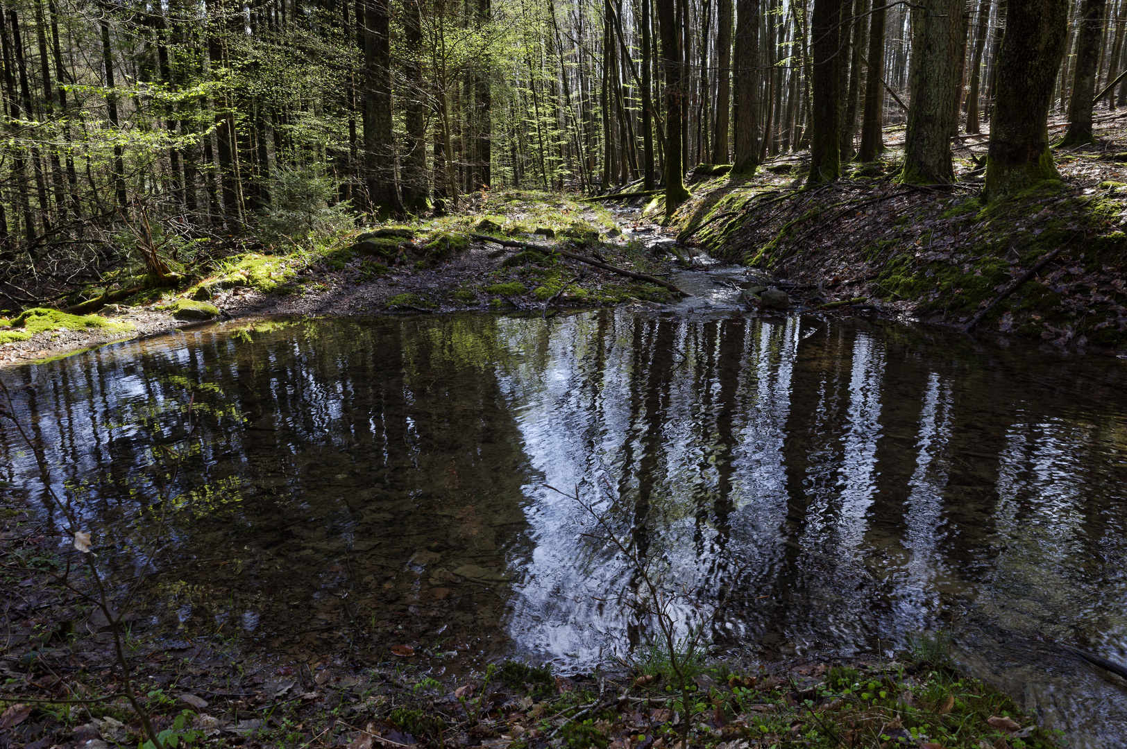 Waldmotive, hier: Frühlingsimpressionen im Wald