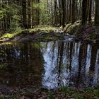 Waldmotive, hier: Frühlingsimpressionen im Wald